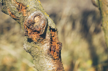 Diseases of stone trees. Bark damaged by burn and lichen, scar from pruning,
