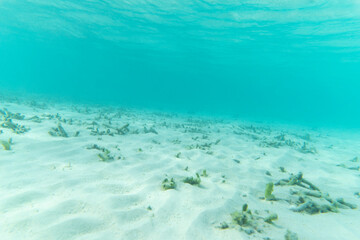 Underwater shot of white sand and coral reef with turquoise water above it in the Maldives - Landscape 