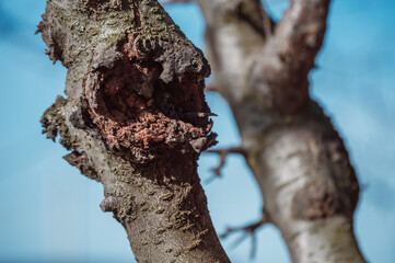 Large wound on tree trunk after improper pruning and sunburn