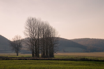 Fototapeta premium A little group of skeletal trees in the middle of meadows, in an almost surreal atmosphere