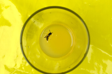 wasp drowning in a glass of juice, dangerous situation, risk of getting stung