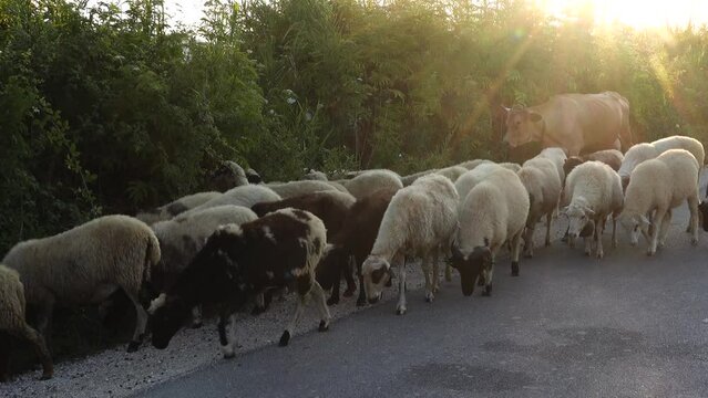 Ksamil, Albania A herd of sheep walking on the road. 
