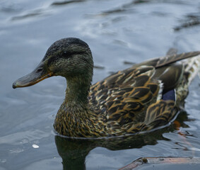 Mallard on the water