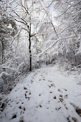 A path in the snow, with trees covered by snow in winter, making beautiful and abstract textures