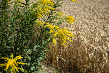 Flourishing Ragweed in front of a wheat field somewhere in Europe