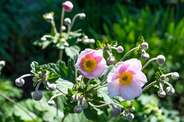 Inflorescence of Japanese anemone with pink flowers and buds