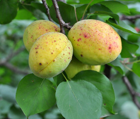 Apricots are ripening on a tree branch