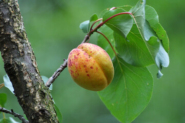 Apricots are ripening on a tree branch