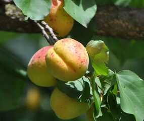 Apricots are ripening on a tree branch