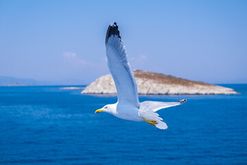 Fototapeta na wymiar The seagull flying in the sky over the sea.