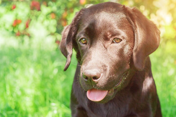 Labrador retriever puppy portrait, pet. A dog on a sunny day.