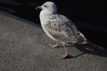 seagull on the beach