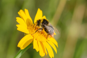 An insect on a yellow flower