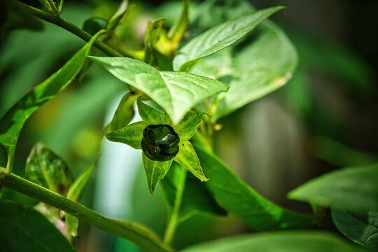 Frucht der giftigen Atropa 