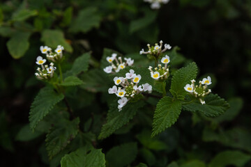 flowers in the garden