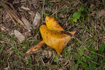 yellow leaf on the ground