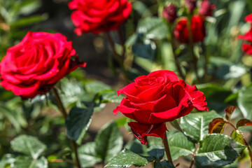 Closeup view of beautiful red roses in garden on sunny day