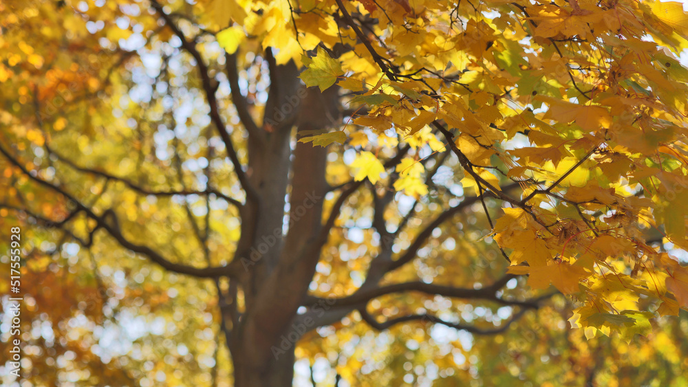 Canvas Prints autumn gold branches on trees background