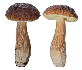 two old penny bun mushrooms on white