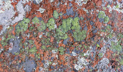 green and white lichen on red granite surface