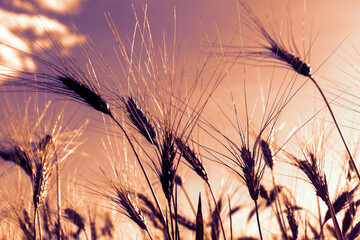 wheat field at sunset