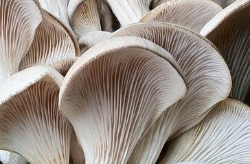 close up of mushrooms - obrazy, fototapety, plakaty