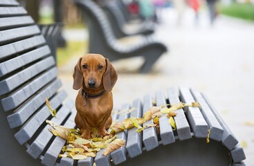 A red hunting dog of the dachshund breed sits alone on a grey wooden bench in the park while...