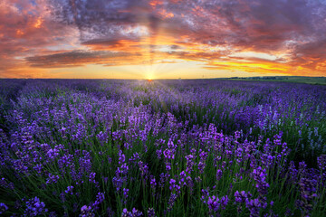 Beautiful summer sunset over lavender field