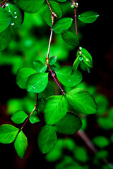 Green leaves
