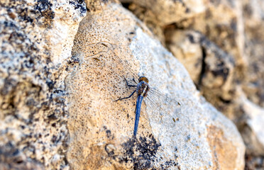 lizard on the stone