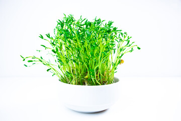 White bowl with fresh young shoots lentil microgreen sprouts close up on white background.