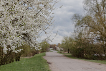 Blooming tree on the background of the road. Rural landscape.	
