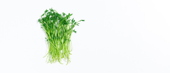 Fresh cut young shoots lentil microgreen. White background. Close up.