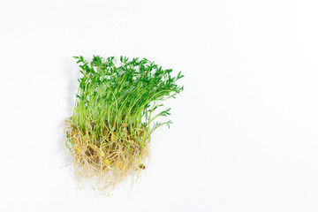 Fresh young shoots lentil microgreen with roots. White background. Close up.