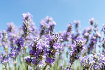 lavender flowers in the garden