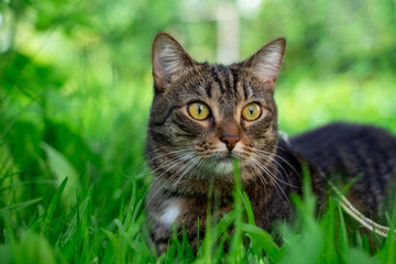 portrait of a photogenic gray striped cat on a background of rich green grass . Look away