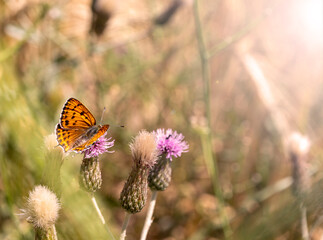 butterfly on a flower