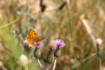 butterfly on a flower