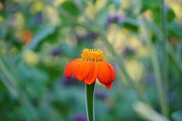 beautiful orange flower with yellow crown