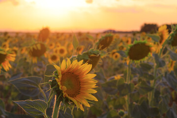 sunflower field during the sunset, amazing lights , pleasure moment