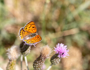 monarch butterfly on flower