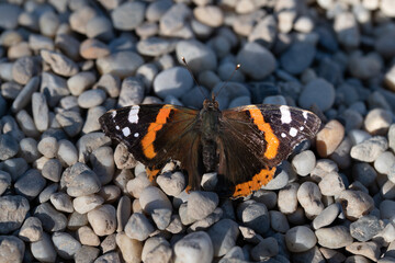 Close-up of an older butterfly (Vanessa atalanta). The wings are torn, the surface damaged. The insect sits on round pebbles.