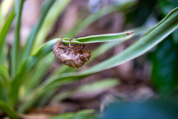 green caterpillar on a leaf
