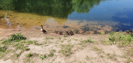 Fototapeta na wymiar Mama duck leads the ducklings family across the road