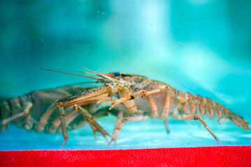 Claw shrimp swimming in water, close-up.