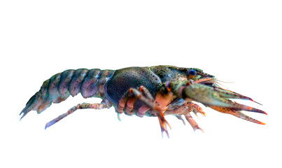 crayfish isolated on white