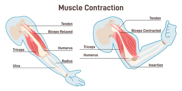 Muscle contraction mechanism. Muscles work principle scheme