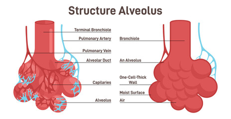 Alveolus structure. Respiratory membrane of alveoli, oxygen and carbon