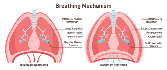 Breathing mechanism. Anatomical mechanism of the healthy human lungs