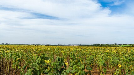 Fototapeta na wymiar sunflower field, plantation for oil production